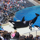Illustration for article titled SeaWorld Succeeds In Delaying Orca Welfare Bill For Further Study